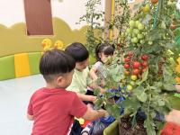 [NSP PHOTO]나주시, 어린이집에 체험용 방울토마토 화분 지원