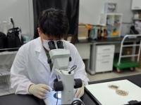 [NSP PHOTO]경기도, 일본뇌염 매개 작은빨간집모기 올해 첫 발견