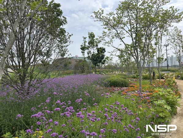NSP통신-순천 동천변과 오천그린광장이 보랏빛 꽃물결 버들마편초 (사진 = 순천시)