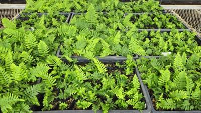 [NSP PHOTO]화성시 미역고사리 조직배양 성공대량 증식 가시화