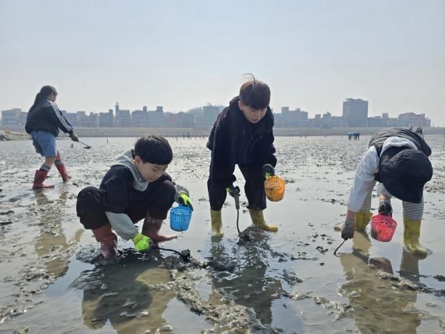 NSP통신-아이들이 갯벌에서 조개 캐기 체험을 하고 있다. (사진 = 시흥시)