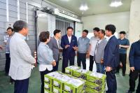 [NSP PHOTO]장성군, 장성산 캠벨포도 출시