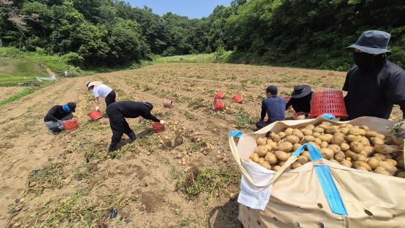 NSP통신-예천군 4-H 연합회 공동 과제포 감자 수확 실시, 좋은 것을 더욱 좋게, 실천으로 배우자 (사진 = 예천군)