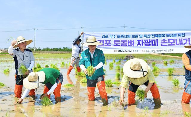 NSP통신-김포의 토종벼 품종 자광미 개발 및 브랜드마케팅을 위해 총력을 다하고 있다. (사진 = 김포시)