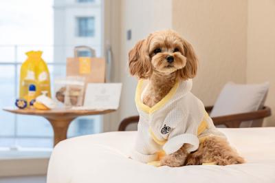 [NSP PHOTO]카시아 속초 반려동물과 함께하는 포펙트 겟어웨이 패키지 출시