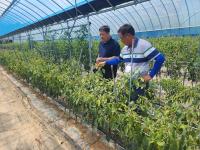 [NSP PHOTO]장흥군, 여름철 고추 안정생산 재배관리 당부