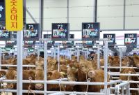 [NSP PHOTO]강진군, 강진한우 우수 유전력 높여 농가소득 기반 극대화한다