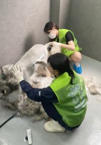 [NSP PHOTO]리루 미용봉사단, 학대견과 구조동물 위해 따뜻한 손길 전해