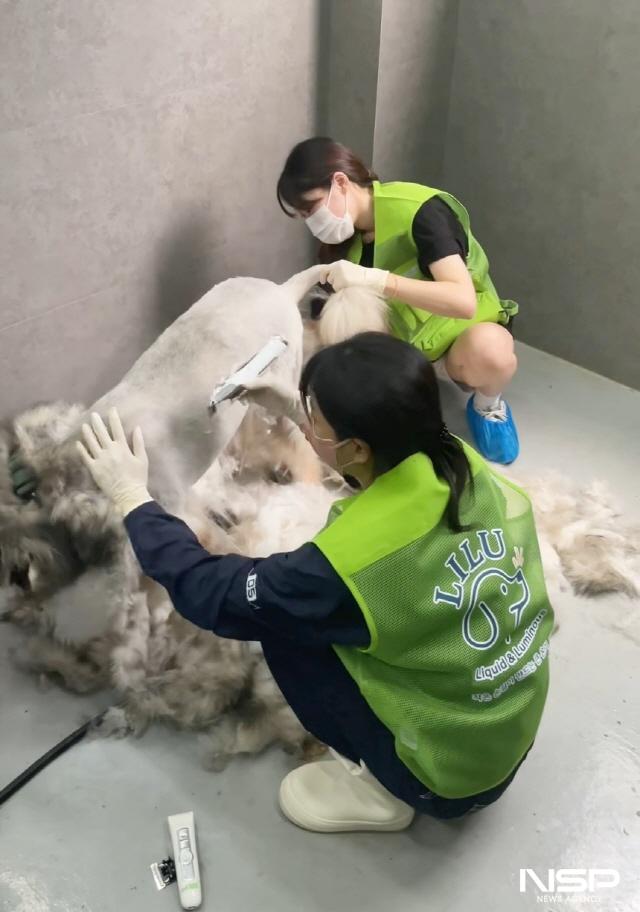 NSP통신-리루 미용봉사단이 구조동물 전문 애니멀디펜더 세이프존에서 재능기부 활동을 하는 모습. (사진 = 김종식 기자)