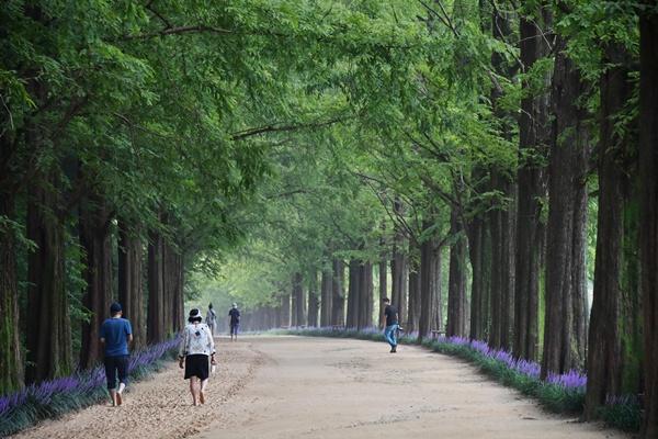 NSP통신-담양 메타세쿼이아랜드. (사진 = 담양군)