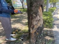 [NSP PHOTO]순천시, 가로수 쓰러짐 사고 선제 대응…전남 최초 위험성 평가 완료