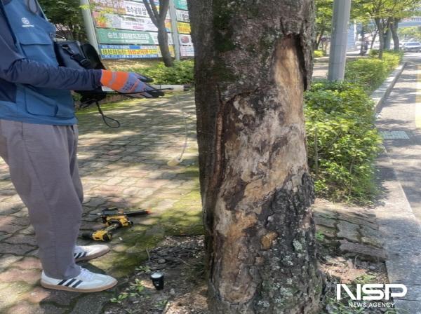 NSP통신-순천시 금당지구 일대에 식재된 느티나무 가로수를 대상으로 위험성평가를 진행하고 있다 (사진 = 순천시)