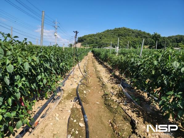 NSP통신-전라남도는 장마 이후 폭염 대비 노지 채소류 생육관리를 당부했다 - 고추 관수 설치 (사진 = 전남도)