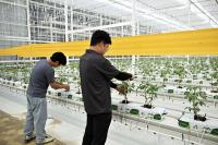 [NSP PHOTO]장수군, 청년농업인 임대형 스마트팜 첫 토마토 정식