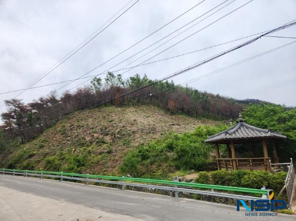 [NSP PHOTO]의성군, 산불피해지 위험목 제거 사업 추진
