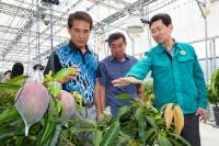 [NSP PHOTO]용인특례시, 아열대작물 애플망고 품평회 개최