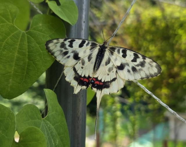NSP통신-동탄복합문화센터 생태교육공간에서 관찰된 꼬리명주나비 모습. (사진 = 화성시)