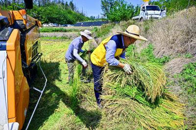 [NSP PHOTO]이병선 속초시장 2025년 첫 벼베기 현장 방문