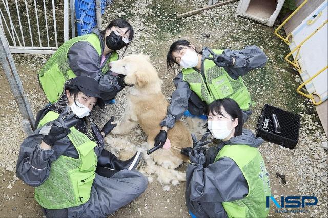 NSP통신-유기견미용봉사단 리루가 김포시에 위치한 유기견 보호소 아지네마을을 찾아 봉사활동을 하는 모습. (사진 = 김종식 기자)