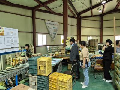 [NSP NEWS Image]조상래 곡성군수, 관내 배 수출 선별 현장 찾아 농업인 격려
