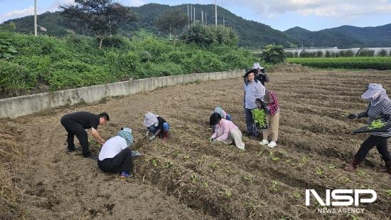NSP통신-배추 모종 식재 (사진 = 광양시청)