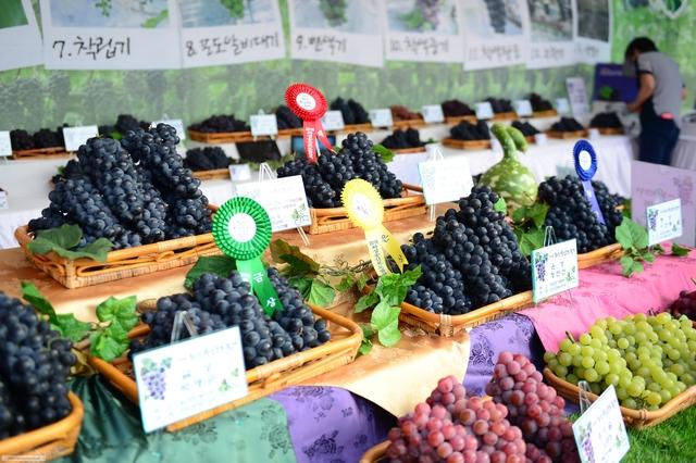 NSP통신-화성송산포도축제에 전시된 포도 모습. (사진 = 화성시)