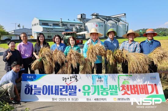 NSP통신-세풍 간척지 수도작 계약재배단지 올해 첫 벼베기 (사진 = 광양농협)