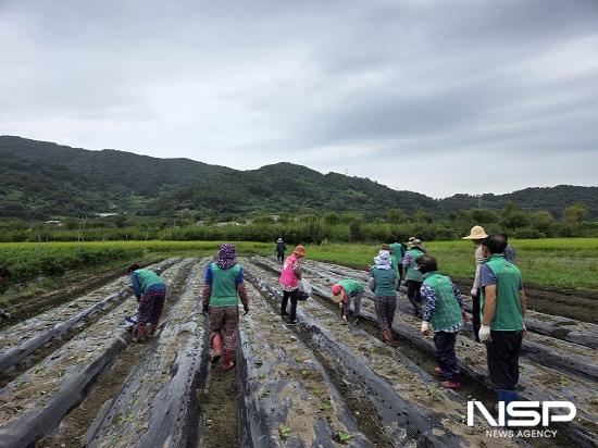 NSP통신-배추 모종 심기 (사진 = 광양시청)