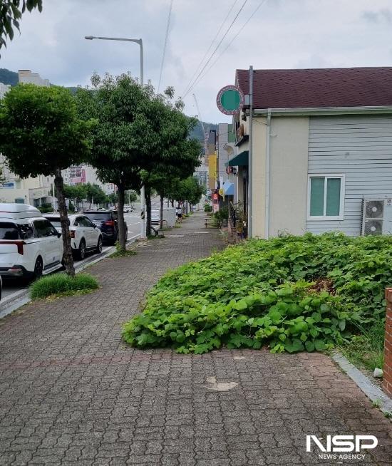 NSP통신-광양시 중마동 노르웨이숲 아파트에서 도깨비 도로로 내려오는 인도에 잡초가 무성하다. (= 강현희 기자)
