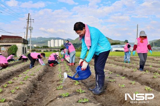 NSP통신-허순구 조합장 배추 모종 물주기 (사진 = 광양농협)