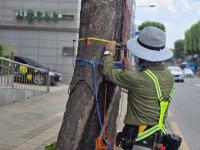 [NSP PHOTO]수원시, 가로수 1874주 정밀안전진단 완료