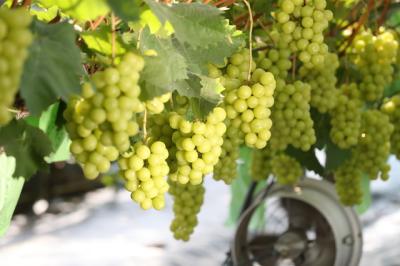 [NSP NEWS Image]화성시 베스트 샤인머스켓 우수 농가 10곳 선발