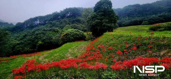 NSP통신-옥룡사 동백나무숲 (사진 = 광양시청)