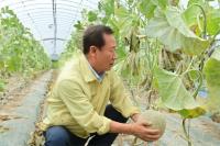 [NSP PHOTO]봉화군, 고품질 멜론 본격 출하 소식 알려