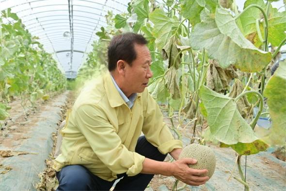 NSP통신-봉화군 멜론 본격 출하 및 시범사업 평가회 개최, 수박 후작 멜론재배, 고품질 생산 가능성 확인 (사진 = 봉화군)