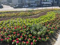 [NSP PHOTO]용인특례시 처인구, 추석맞이 가을꽃길 조성