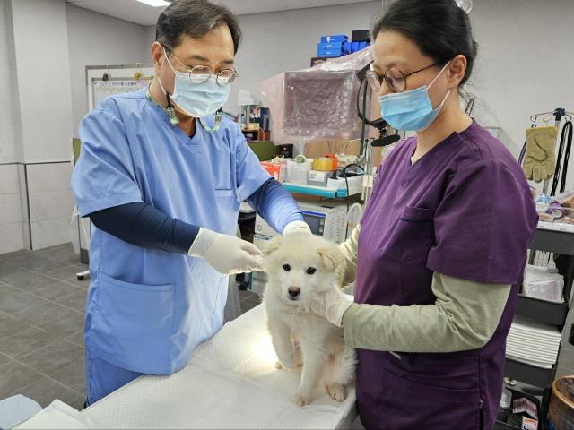 NSP통신-용인특례시가 하반기 광견병 예방접종을 실시한다. 사진은 반려견 광견병 예방접종 모습. (사진 = 용인특례시)