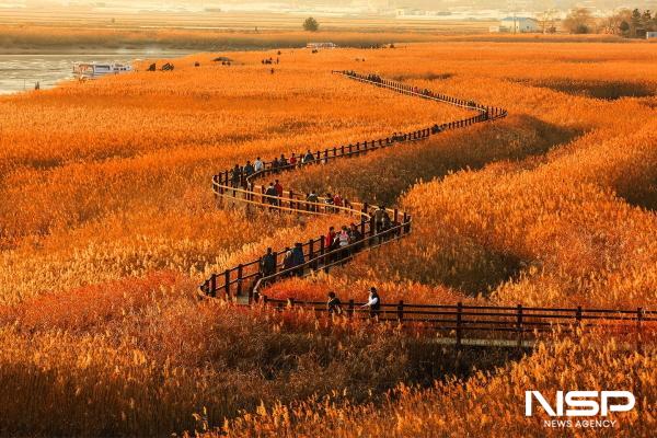 NSP통신-순천만 습지-갈대밭 데크길 (사진 = 순천시)