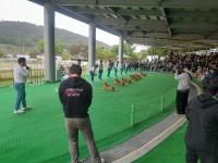 [NSP PHOTO]진도군, 추석 연휴 진도개 Dog스포츠 특별 공연