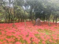 [NSP PHOTO]백운산자연휴양림, 붉게 물든 꽃무릇 장관