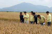 [NSP PHOTO]고흥군, 벼 깨씨무늬병 농업재해 인정 이끌어냈다