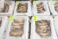 [NSP PHOTO]송이 풍년속 열린 제29회 봉화송이축제 성료