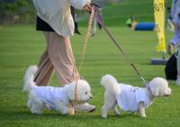 [NSP PHOTO]순천시, 반려견과 함께 달리는 2025 댕댕순천 개최