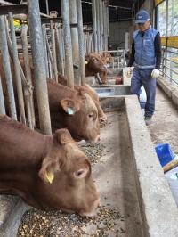 [NSP PHOTO]강진군, 송아지 사양관리 차별화로 농가소득 제고