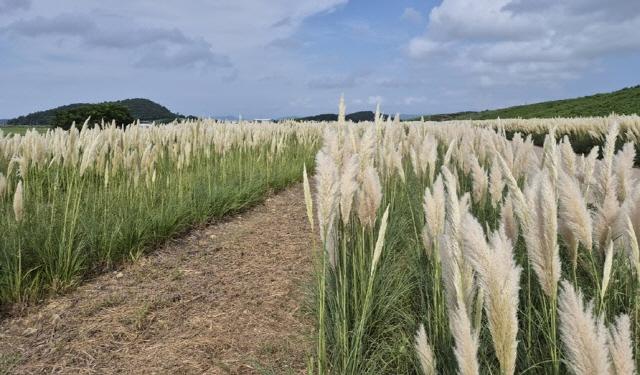 NSP통신-장산도 화이트 정원 팜파스그라스 만개 (사진 = 신안군)