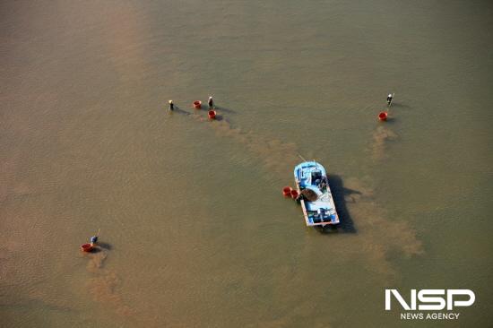 NSP통신-섬진강재첩작업-김태수作 (사진 = 광양시청)