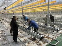 [NSP PHOTO]봉화군, 청년 창업농 경영실습임대농장 토마토 정식