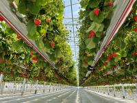 [NSP PHOTO]강릉시, 첨단 육묘온실 조성으로 명품딸기 자급 기반 강화