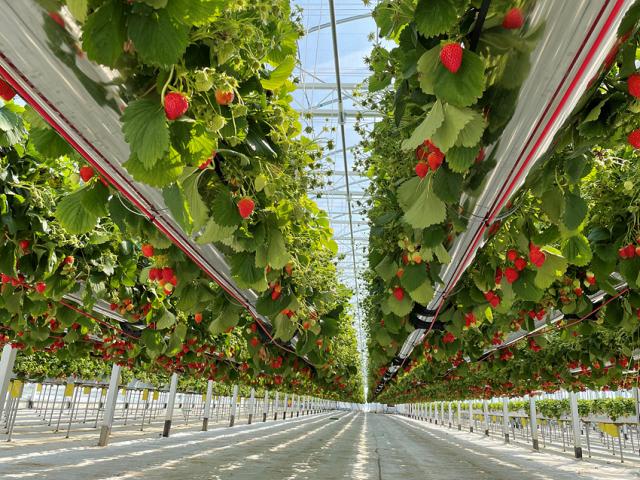 NSP통신-스마트 딸기 농가 모습. (사진 = 강릉시)