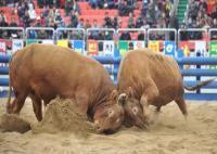 [NSP PHOTO]청도군, 2025년 전국 민속 소싸움대회 개최